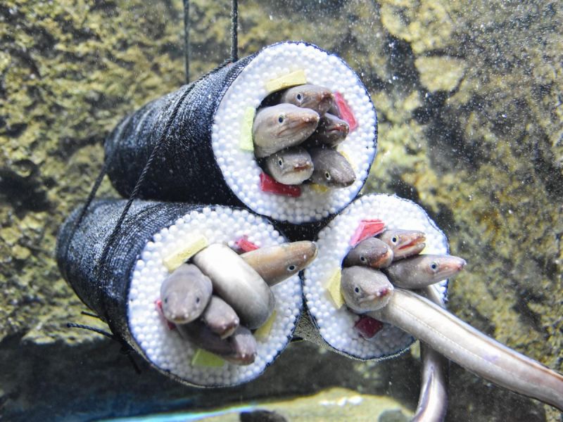 be-ca-hinh-sushi-ehomaki-2 be-ca-hinh-sushi-ehomaki-2